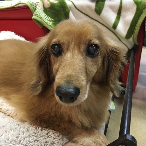 卒業犬たち🐶パート２